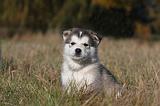 ALASKAN MALAMUTE 484